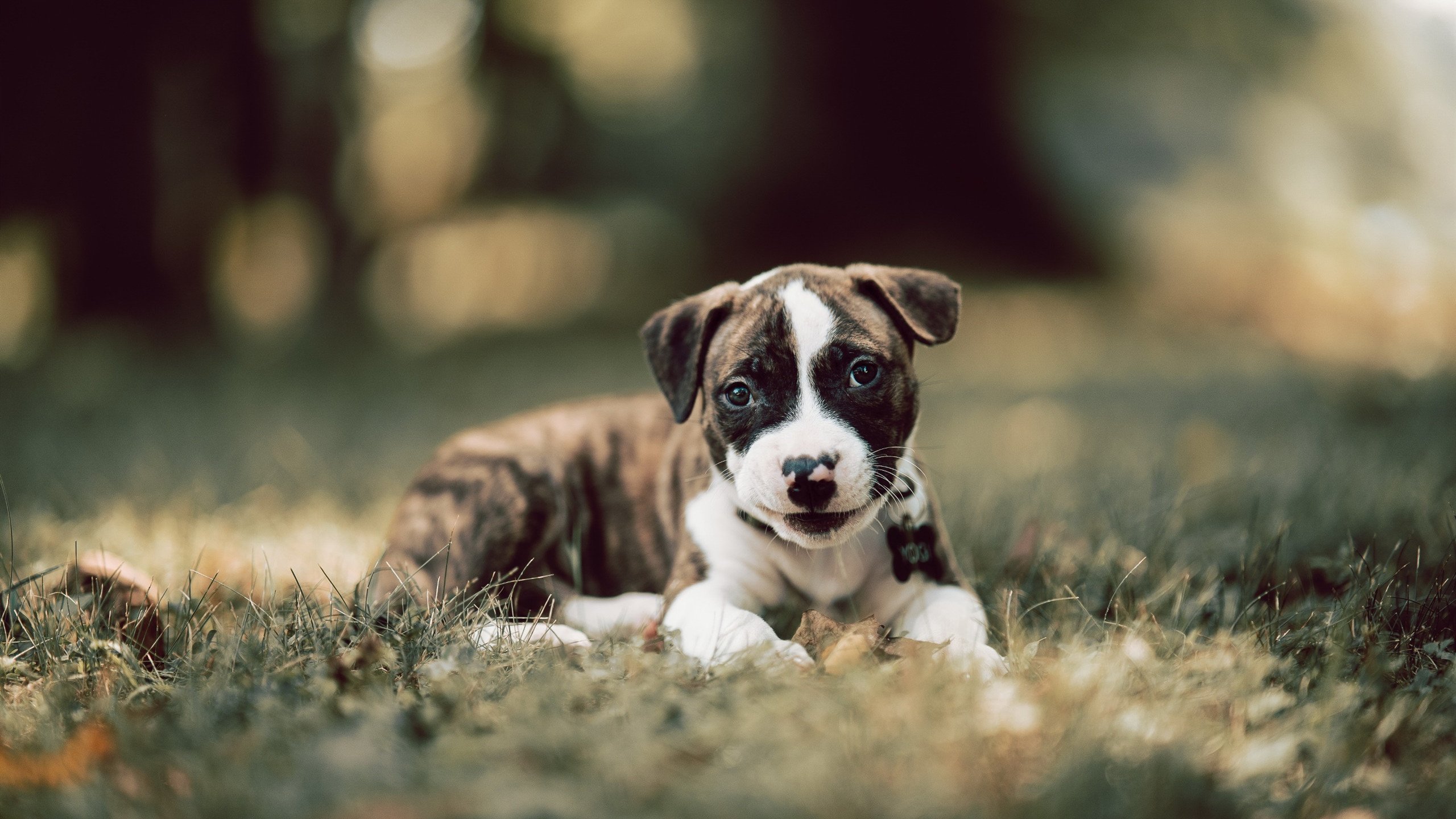 终场绝响，纽约闪电撕裂钢铁壁垒，布伦森导演惊天逆转