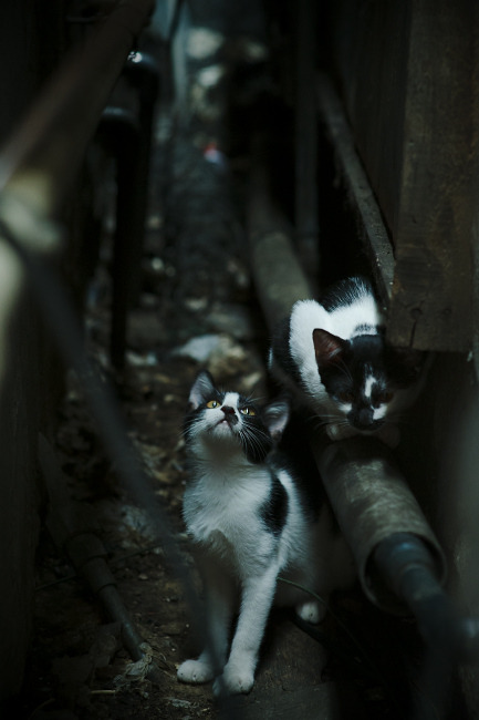 翡冷翠的火焰,莱奥利剑出鞘,奥地利神鹰折翼圣西罗