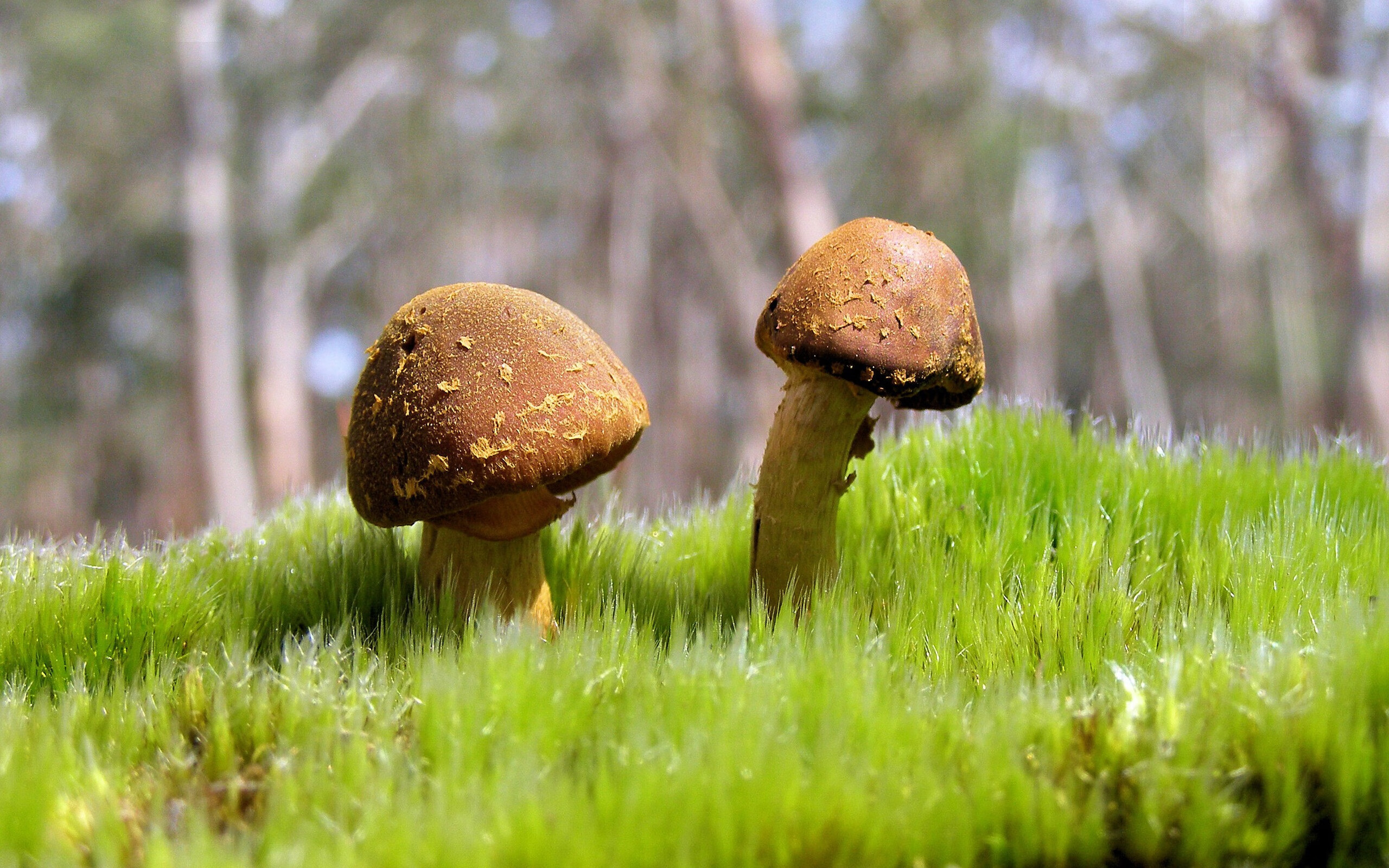 终场三分钟上演绝境翻盘！约基奇海啸式攻势一波带走猛龙