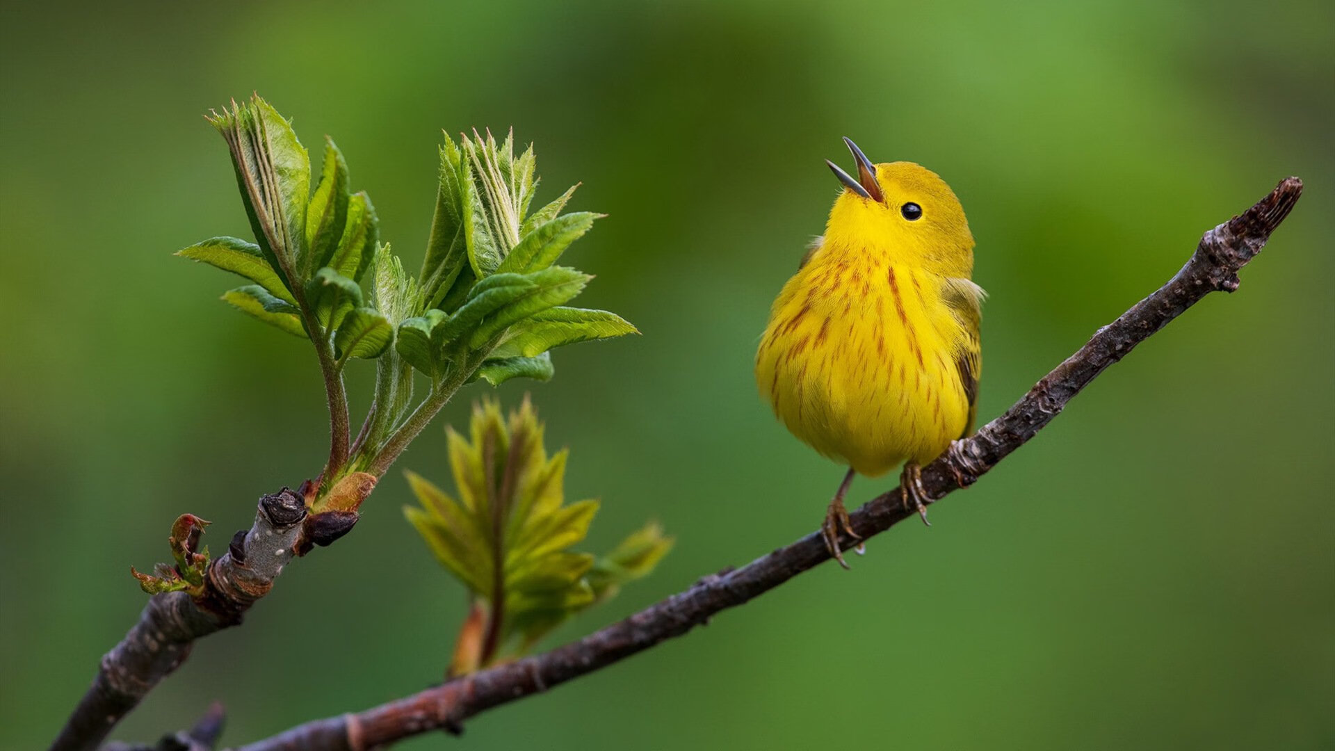 跨界风暴，沙特强压马竞与阿圭罗F1争冠接管的唯一性传奇