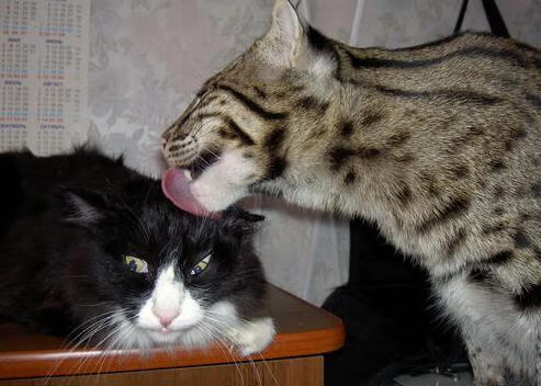 吉林VS开拓者，杜兰特用无解单打上演个人能力教学课