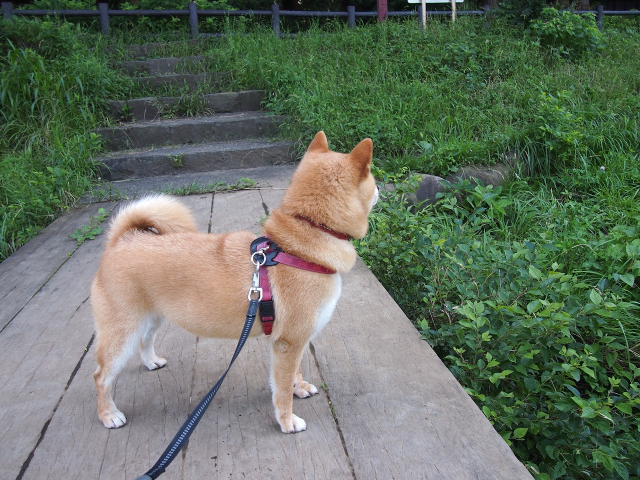 压制与颠覆，开拓者窒息防守钳制快船，武切维奇化身定鼎奇兵