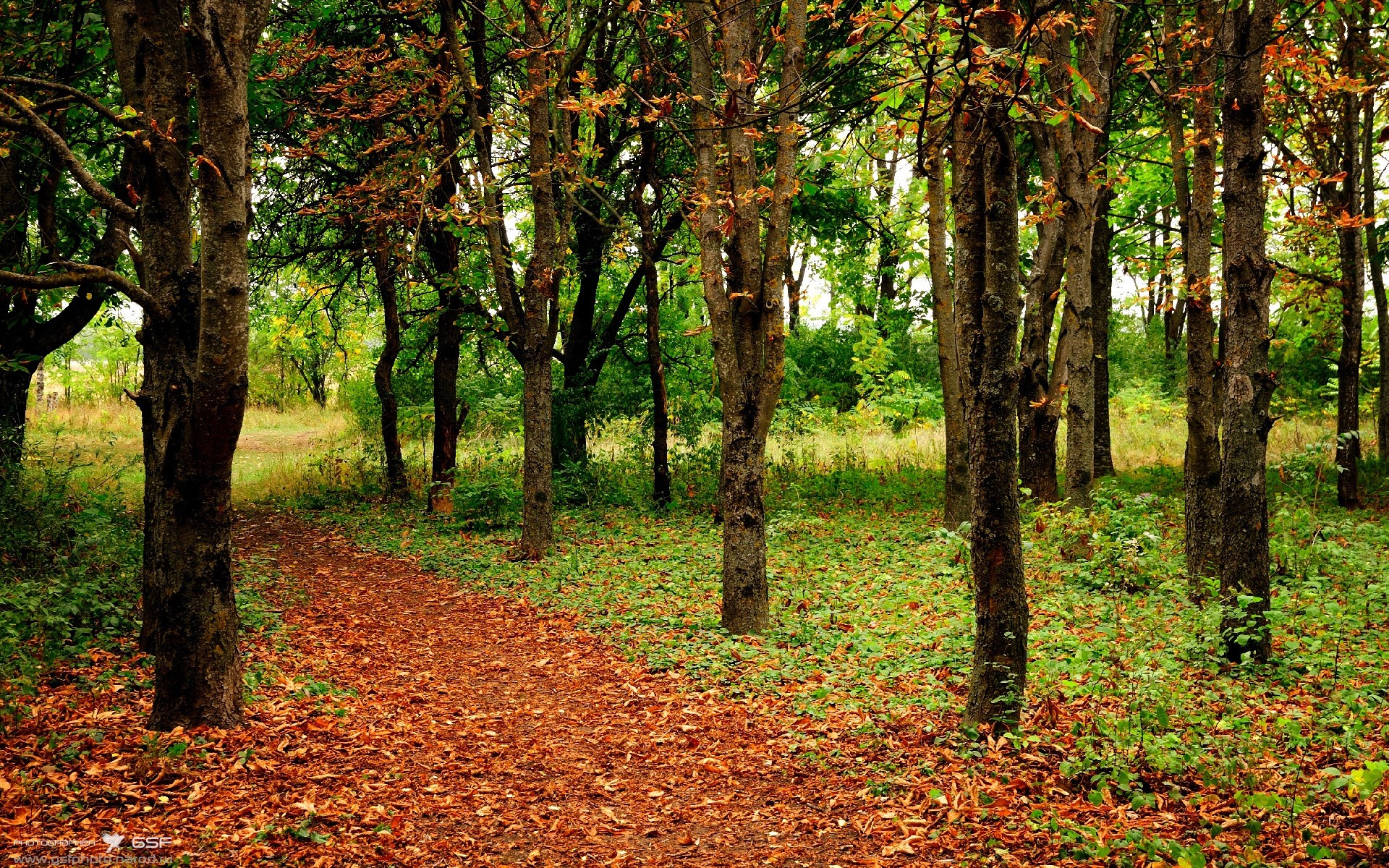 塞内加尔之镰，无名小将凯塞多如何在年度焦点战中收割拜仁