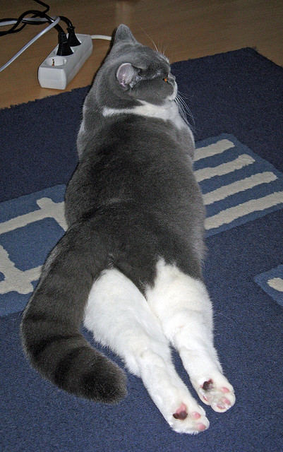 爵士风暴席卷夏洛特，英格拉姆全球榜单位置争夺战展现实力