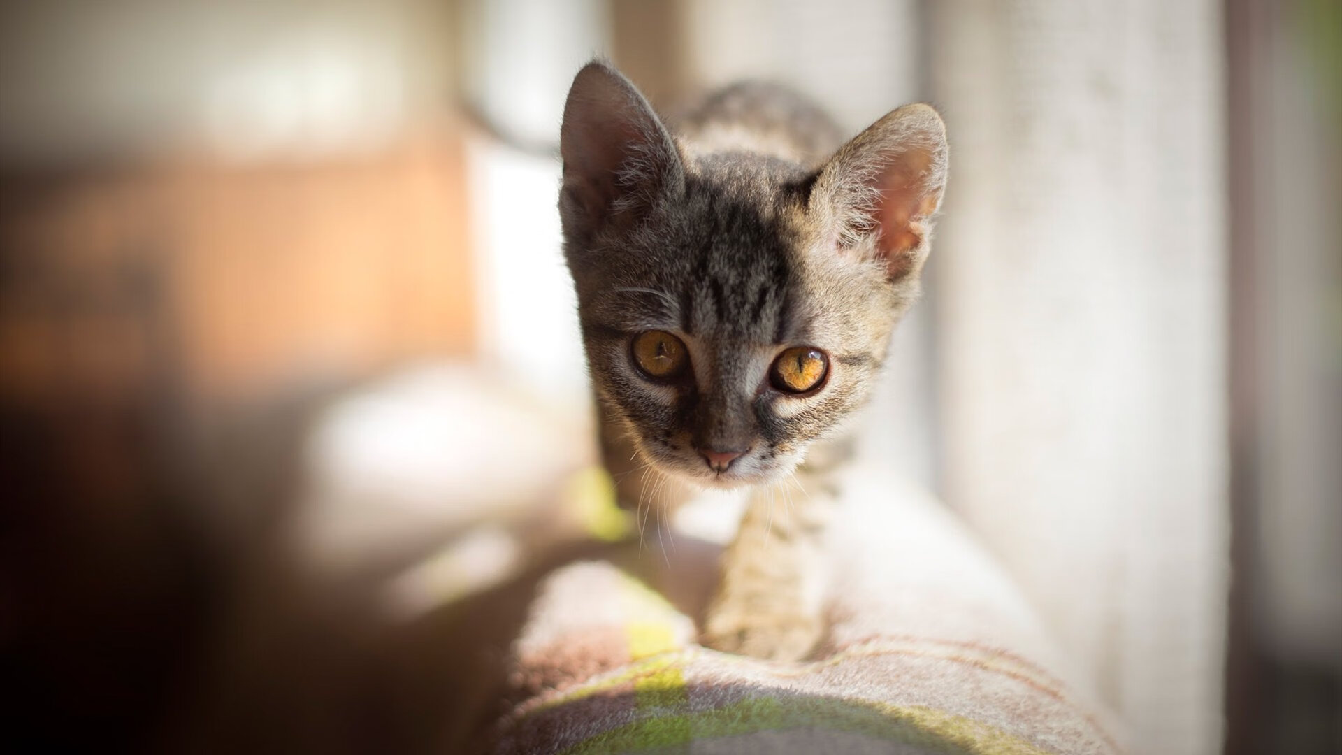 午夜哨响，当巴斯克雄狮遇见非洲日出，戈麦斯在毕尔巴鄂的冠军加冕礼