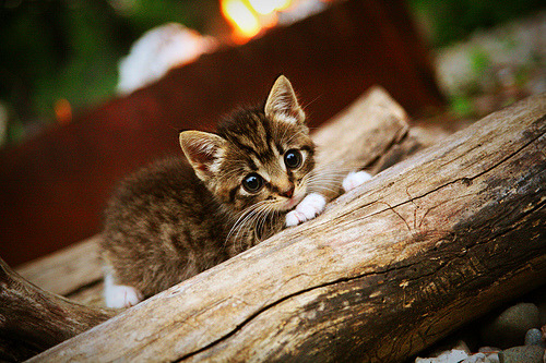 末节15分+惊天隔扣！小贾伦化身关键先生，魔术逆转开拓者一战封神