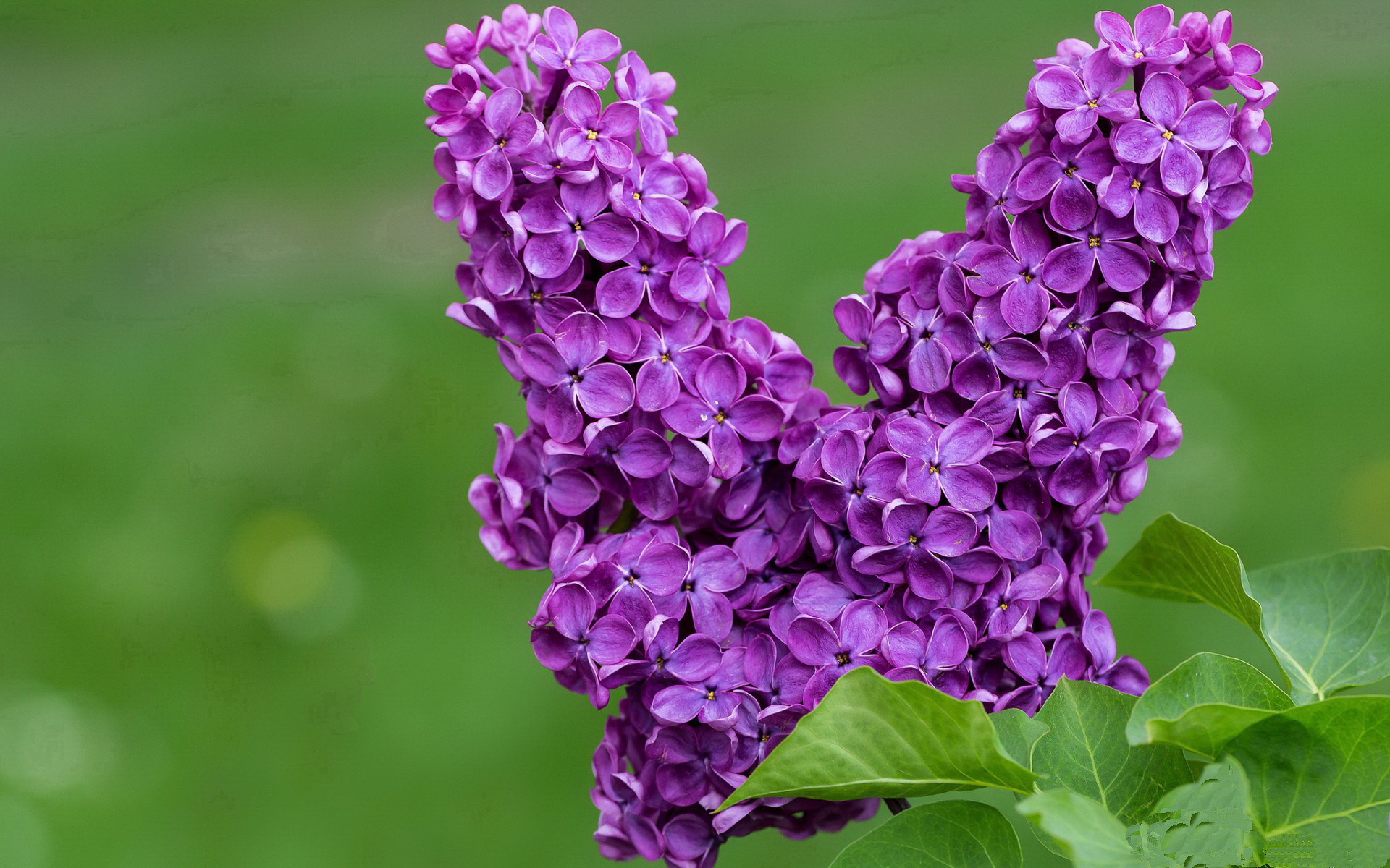 跨界神迹，当篮球皇帝主宰2026世界杯之夜，恩比德的满分答卷