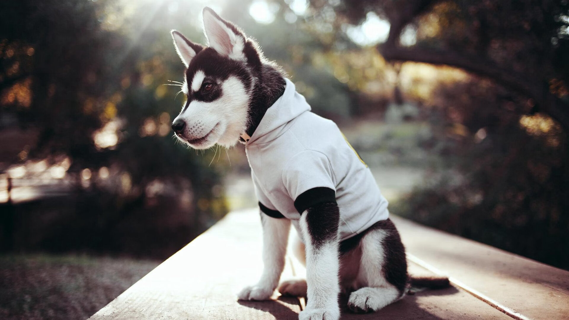 哈登化身辽东猛虎，辽宁精神强行终结骑士铁骑