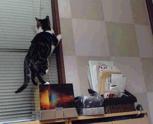 雄鹿血拼吉林队暗藏玄机,布克接管意甲焦点战,看似无关的王者觉醒