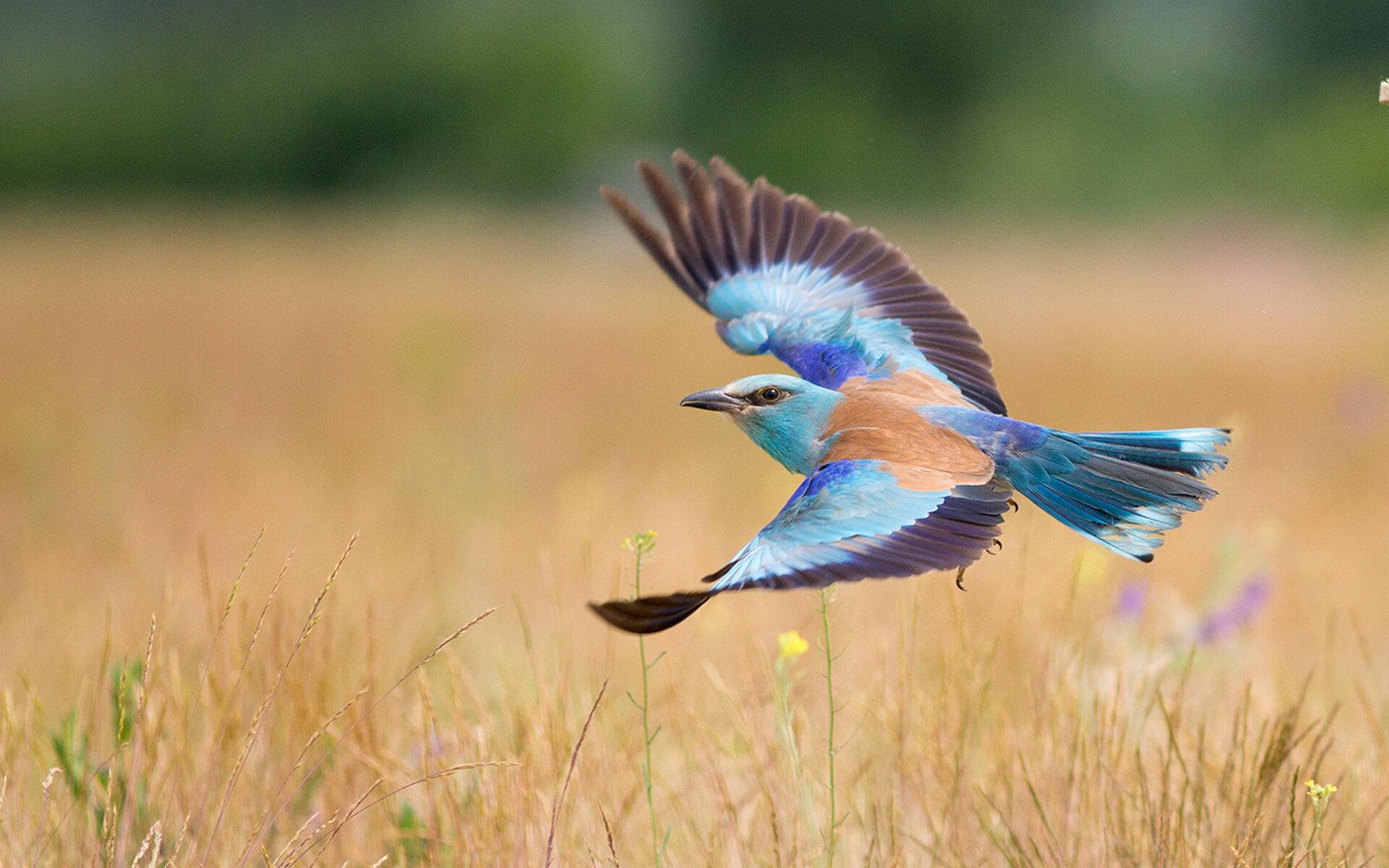 破冰之战！安东尼·爱德华兹末节狂飙20分，森林狼抢七逆转掘金闯入西决